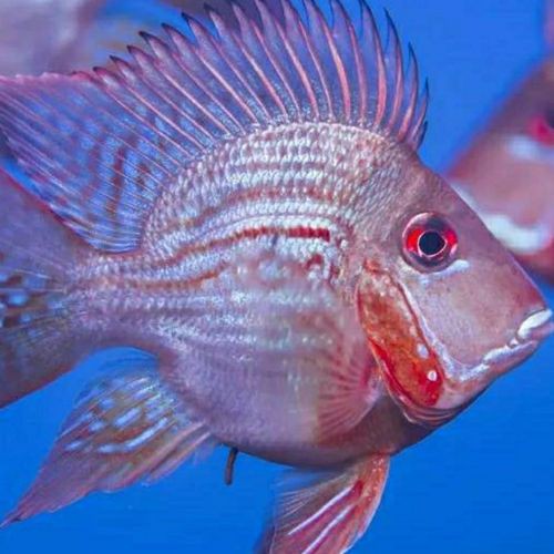 2025年8月祥龍魚場有哪些新品