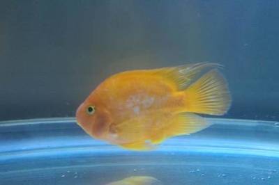 龍城區仟湖水族用品店 （龍城區仟湖水族用品店地址） 龍城區仟湖水族用品店 （龍城區仟湖水族用品店地址） 仟湖 第1張