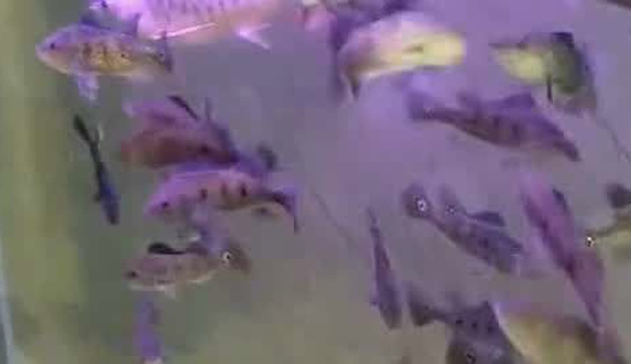 龍魚很多天不開口吃東西了!：如何判斷龍魚水質(zhì)問題，龍魚換季護(hù)理要點(diǎn)