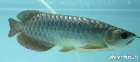 龍魚內寄和外寄如何治療？