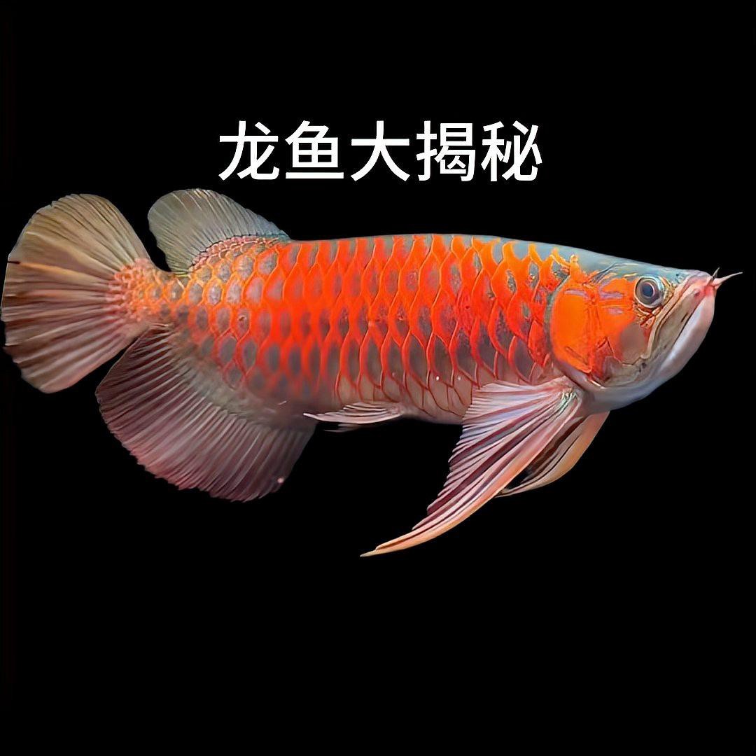 金龍魚過背和高背有什么區別圖片大全圖解