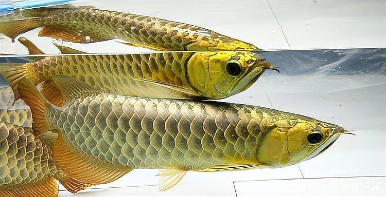 金龍魚色彩形成原因 金龍魚色彩形成原因 龍魚百科 第8張