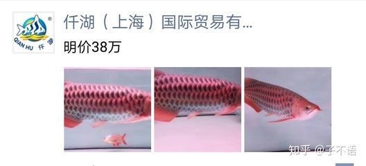 龍魚去眼手術后能吃嗎：龍魚去眼手術后恢復期注意事項，龍魚術后飲食需避免