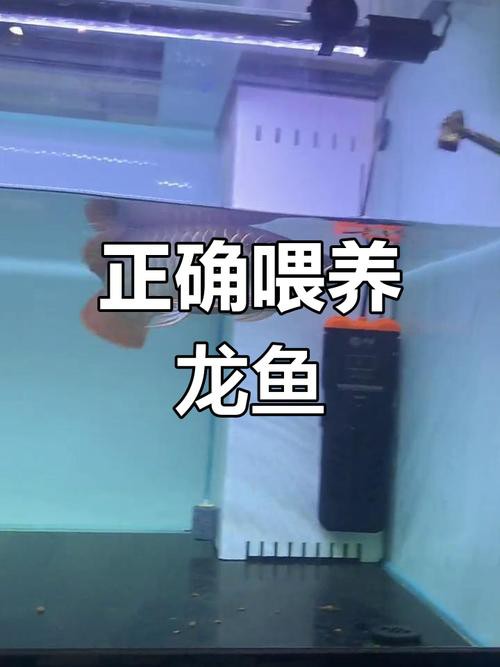 金龍魚幾天喂一次比較好？