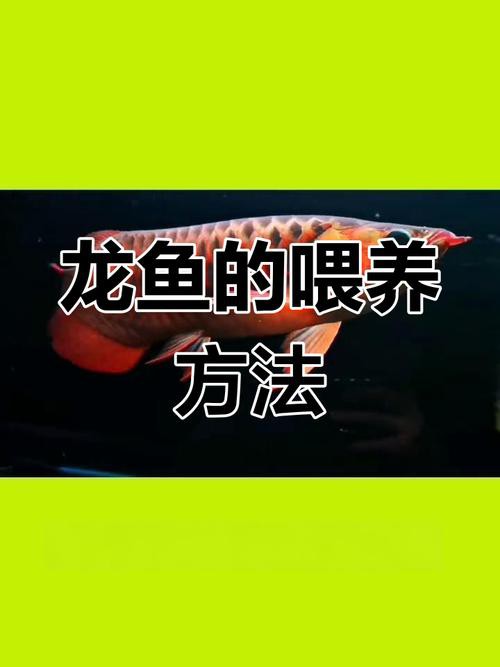 金龍魚幾天喂一次比較好？