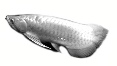 紅龍魚養(yǎng)多久發(fā)色（紅龍魚發(fā)色過程中常見問題及解決方法紅龍魚發(fā)色時(shí)間）