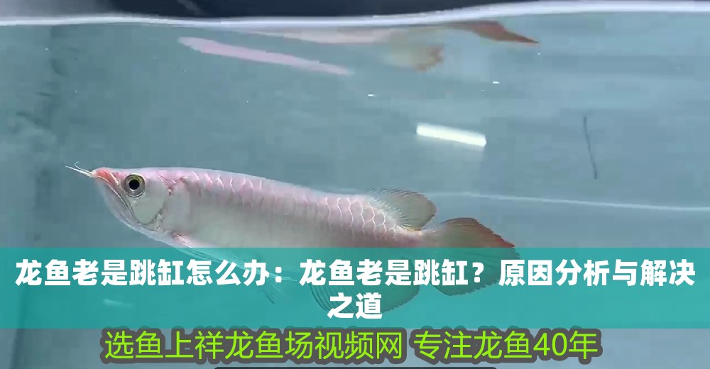 龍魚老是跳缸怎么辦：龍魚老是跳缸？原因分析與解決之道