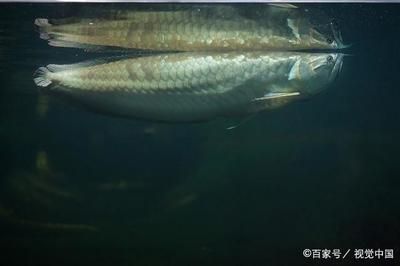 50公分的龍魚用多大的缸養好