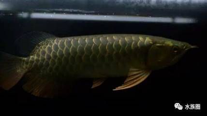 50公分的龍魚用多大的缸養好