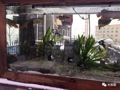 養龍魚要多少度：養龍魚時水溫控制在24-28℃之間并注意水溫的變化