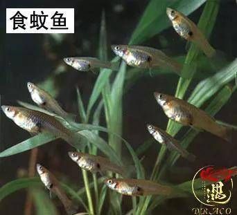 龍魚只吃面包蟲不吃小魚怎么辦：龍魚只吃面包蟲不吃小魚
