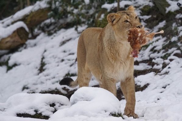龍魚吃什么上色快又好看圖片大全：龍魚上色快又好看圖片大全 龍魚吃什么上色快又好看圖片大全：龍魚上色快又好看圖片大全 龍魚百科 第1張