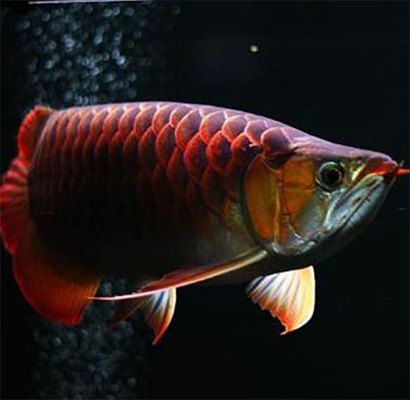 龍魚吃什么上色快又好看圖片大全：龍魚上色快又好看圖片大全 龍魚吃什么上色快又好看圖片大全：龍魚上色快又好看圖片大全 龍魚百科 第5張