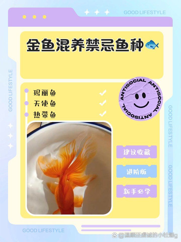 金魚混養最忌三種魚