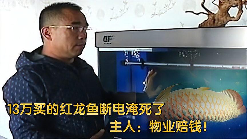 印尼紅龍魚的市場價(jià)格如何