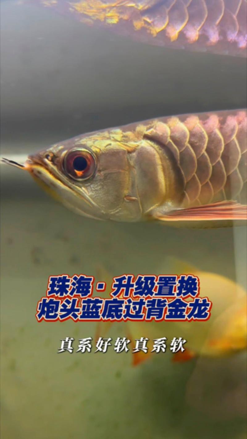 哪些顏色的炮頭金龍魚最稀有？