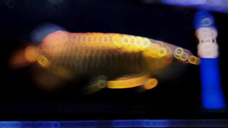 哪些顏色的炮頭金龍魚最稀有？