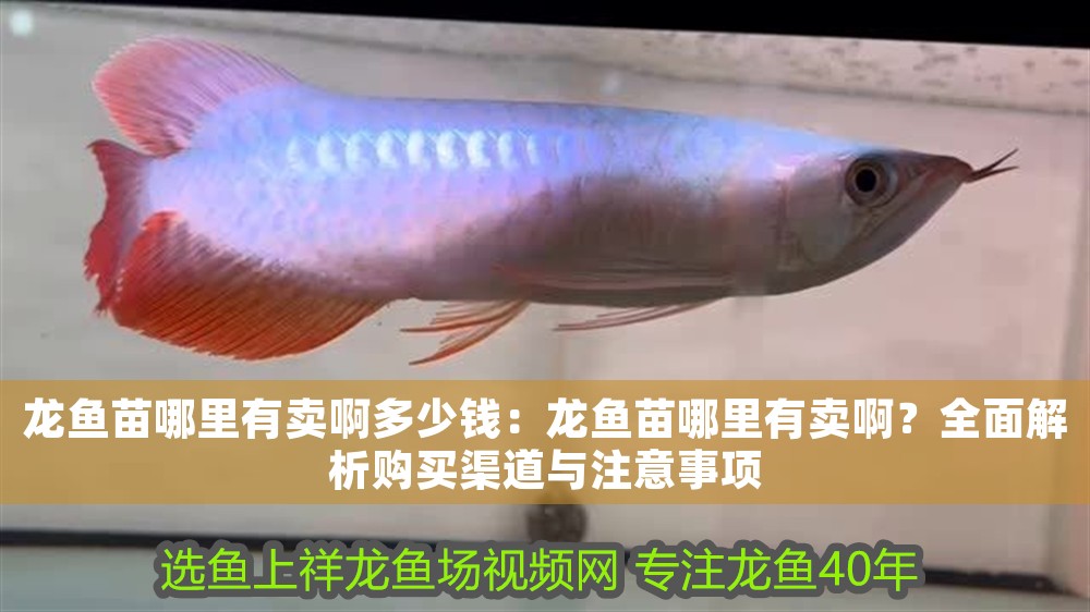 龍魚(yú)苗哪里有賣(mài)啊多少錢(qián):龍魚(yú)苗哪里有賣(mài)啊?全面解析購(gòu)買(mǎi)渠道與注意事項(xiàng) 龍魚(yú)百科 第1張 龍魚(yú)苗哪里有賣(mài)啊多少錢(qián):龍魚(yú)苗哪里有賣(mài)啊?全面解析購(gòu)買(mǎi)渠道與注意事項(xiàng) 龍魚(yú)苗哪里有賣(mài)啊多少錢(qián):龍魚(yú)苗哪里有賣(mài)啊?全面解析購(gòu)買(mǎi)渠道與注意事項(xiàng) 龍魚(yú)百科 第1張