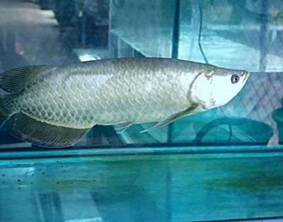 龍魚真菌感染的治療方法：如何治療龍魚真菌感染