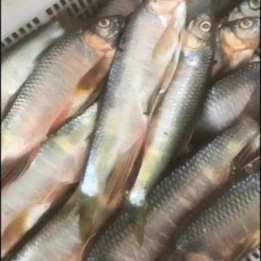 馬口魚市場(chǎng)價(jià)多少錢一斤