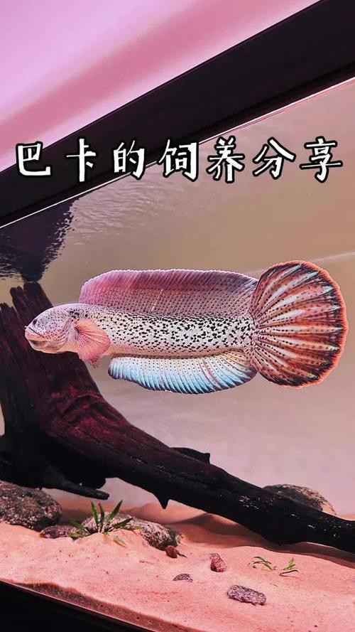 哪種雷龍魚好看又漂亮