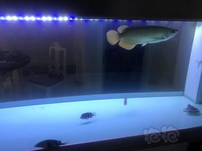 家里養(yǎng)的龍魚死了還能活嗎（龍魚死后怎么處理龍魚的壽命有多長龍魚的壽命有多長）