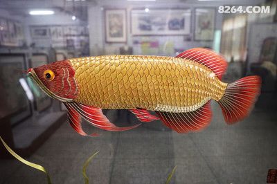 金龍魚金線，如何判斷金龍魚頭上的金線是否為真品？