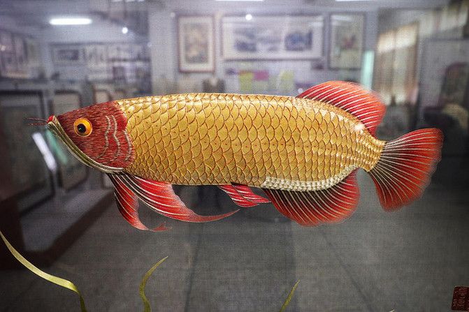 金龍魚金線，如何判斷金龍魚頭上的金線是否為真品？