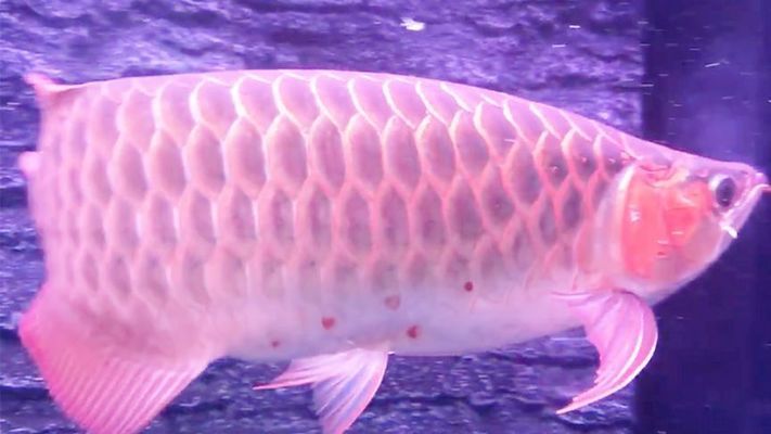 金龍魚尾巴有紅血泡：金龍魚尾巴出現紅血泡怎么辦