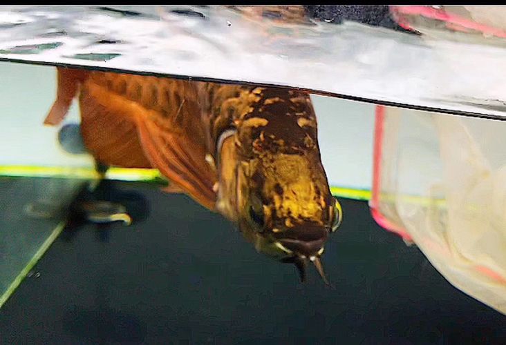 金龍魚尾巴有紅血泡：金龍魚尾巴出現紅血泡怎么辦