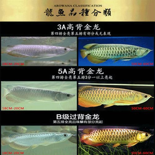 哪些品種的24K龍魚最受歡迎？ 哪些品種的24K龍魚最受歡迎？ 龍魚百科 第5張