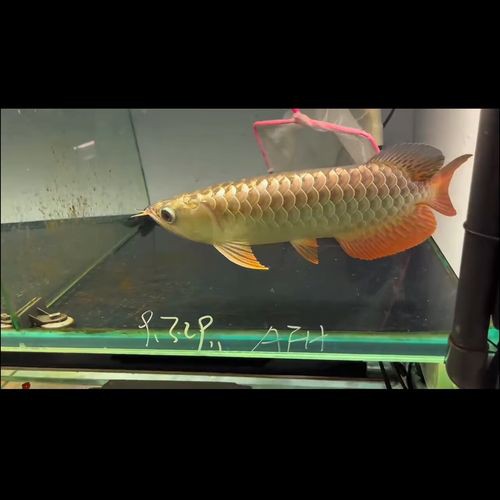 哪些品種的24K龍魚最受歡迎？ 哪些品種的24K龍魚最受歡迎？ 龍魚百科 第8張