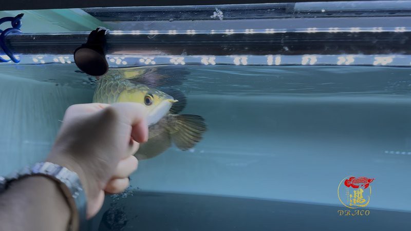 哪些品種的24K龍魚最受歡迎？ 哪些品種的24K龍魚最受歡迎？ 龍魚百科 第10張