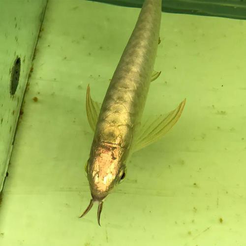 哪些品種的24K龍魚最受歡迎？ 哪些品種的24K龍魚最受歡迎？ 龍魚百科 第2張