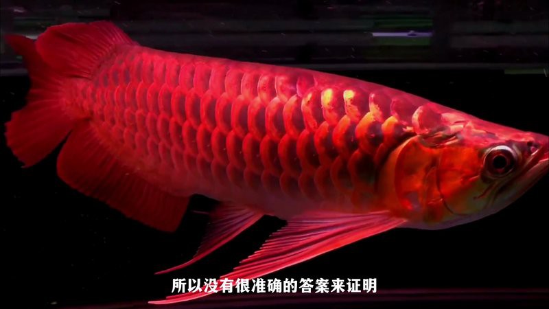 哪些品種的24K龍魚最受歡迎？ 哪些品種的24K龍魚最受歡迎？ 龍魚百科 第13張