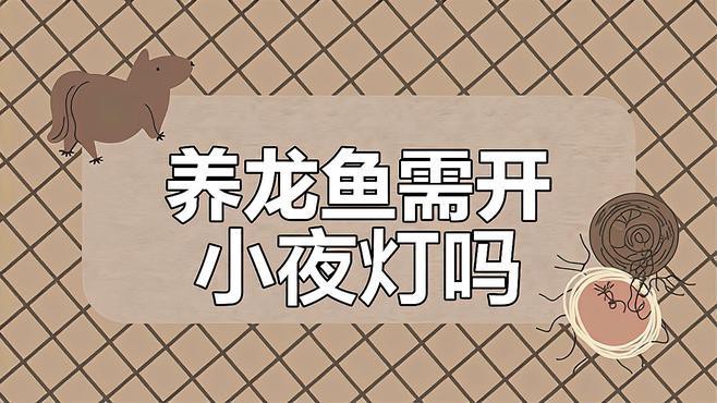 如何判斷龍魚是否適應新燈