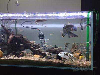 恐龍魚不吃多久會(huì)死：恐龍魚不吃東西能活多久 恐龍魚不吃多久會(huì)死：恐龍魚不吃東西能活多久 龍魚百科 第1張