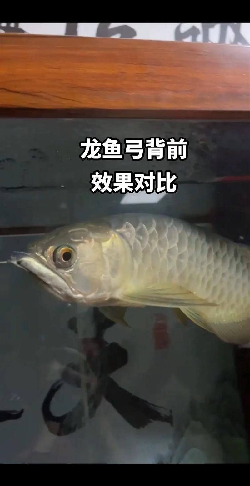 金龍魚彎曲了怎么回事