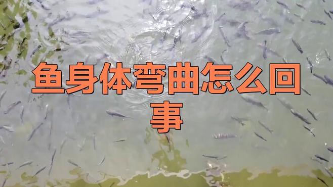 金龍魚彎曲了怎么回事