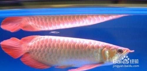 怎么挑選小紅龍魚（挑選小紅龍魚時需要注意以下幾個要點，紅龍魚品種鑒別技巧）