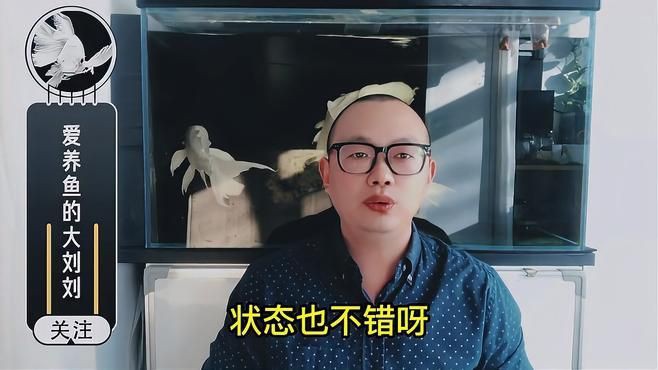 紅龍魚多久不喂會(huì)餓死？