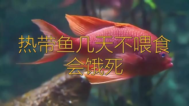 紅龍魚多久不喂會(huì)餓死？