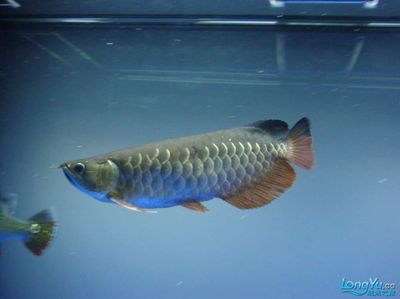 怎么樣可以讓金龍魚發色好一點：p金龍魚發色的注意事項，金龍魚發色的注意事項 怎么樣可以讓金龍魚發色好一點：p金龍魚發色的注意事項，金龍魚發色的注意事項 龍魚百科 第3張