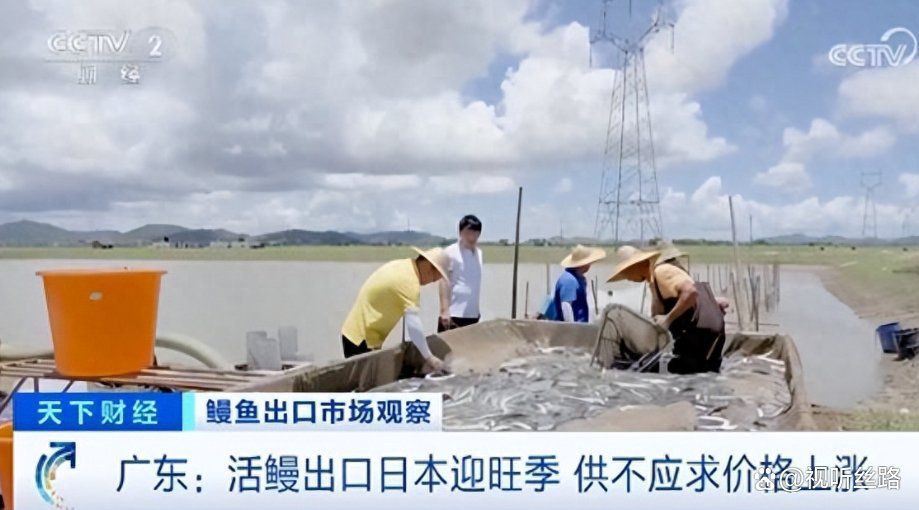 鰻魚為什么那么貴