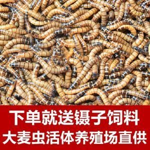 金龍魚(yú)養(yǎng)殖場(chǎng)（關(guān)于金龍魚(yú)養(yǎng)殖場(chǎng)的一些詳細(xì)信息）