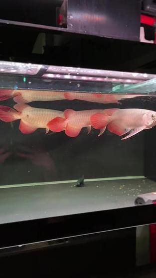 紅龍魚能跟什么魚混養(yǎng)呢圖片
