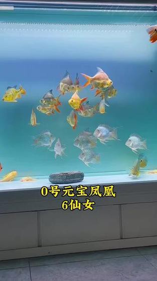 紅龍魚能跟什么魚混養(yǎng)呢圖片