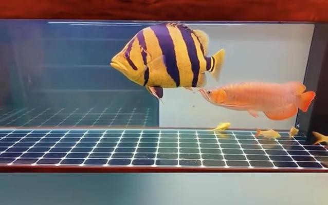 紅龍魚能跟什么魚混養(yǎng)呢圖片