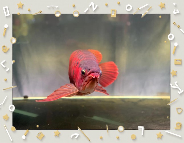 紅龍魚能跟什么魚混養(yǎng)呢圖片
