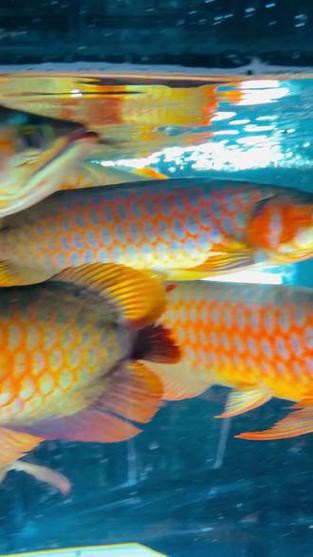 紅龍魚能跟什么魚混養(yǎng)呢圖片